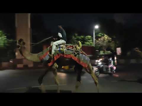 Camels Ride in city!!!! | Hyderabad #shorts | Telugu Vlogs By Ramanji