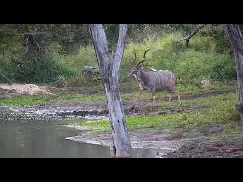 Djuma: Kudu bull - 10:48 - 05/14/20