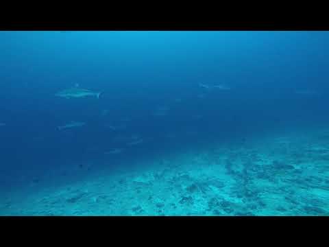 Maldives deep south 2018 ( School of sharks & Guitar shark)
