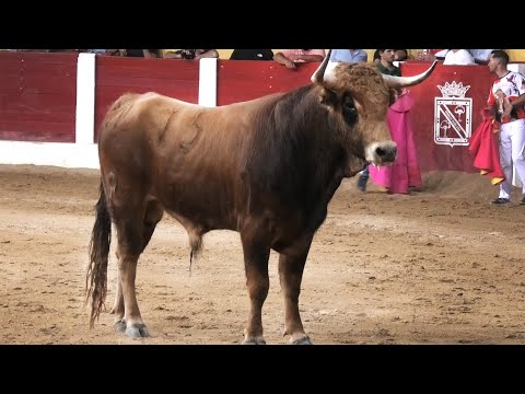 Íscar 2023 Concurso con Toros Bravos