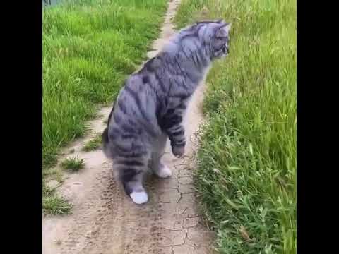 That Very Curious Silver Siberian Cat