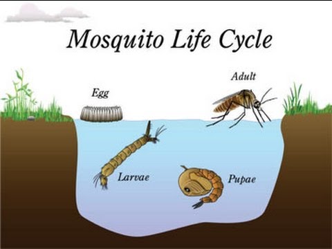 Mosquito Life Cycle Video for Kids -Science for Kids by makemegenius.com