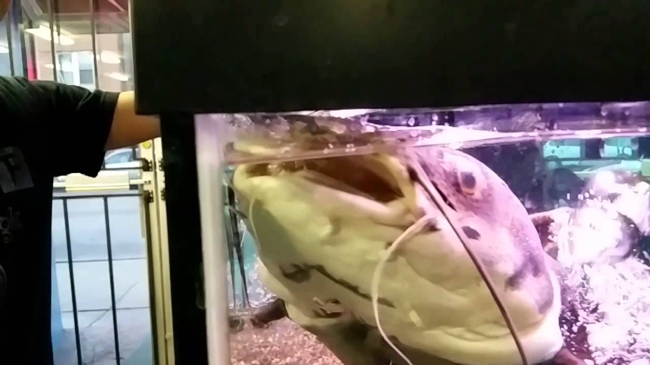 Redtail Catfish Care Guide Tank Setup Mates Diet