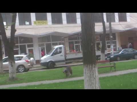 RUMANIA INEU ARAD El PERRO CON HAMBRE!!! :D