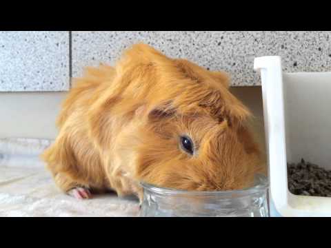 YouTube video about: Can guinea pigs drink cold water?