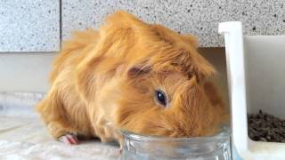 Guinea Pig Drinking Water
