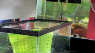 # 146 Putting together a New System 101 Part 4 Carls Aquarium