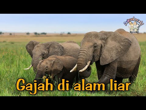 Elephants live in the wild |gajah di alam liar @vloganindya7304