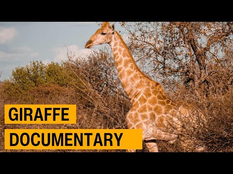 Giraffes Explained: Evolution’s Greatest Mystery