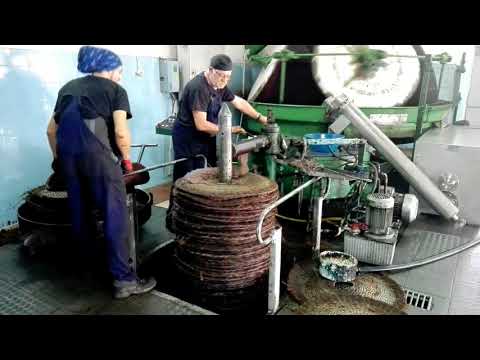 Abrantes/Mouriscas - A desafiante rotina de um lagar à moda antiga