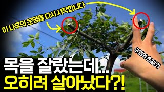 나무 목을 치면 벌어지는 일 (두목작업)