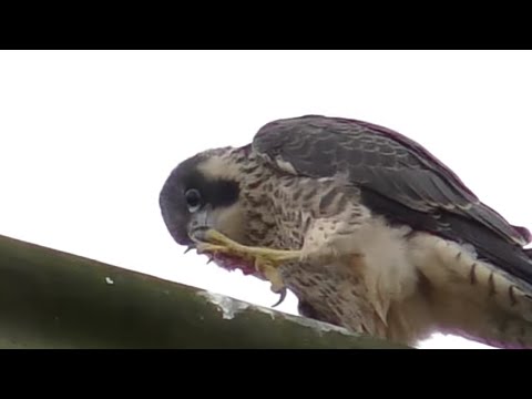 PEREGRINE FALCON Chick FIRST KILL 💪 #3 - Falco peregrinus