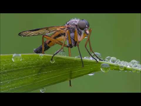 Ein Interview mit Udo Pollmer Corona Edition