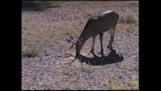 preview picture of video 'Mule Deer, Ft Davis State Park, Texas'