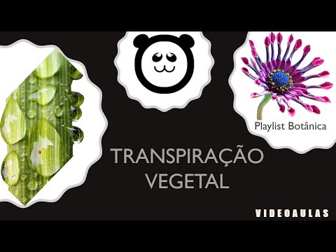 Transpiração vegetal