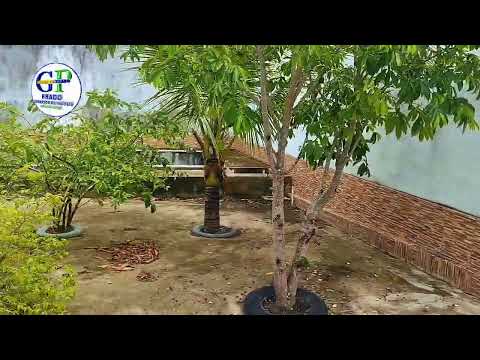 Mini chácara 150.mil São Caetano Pernambuco