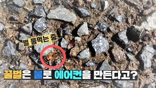 사람들은 잘모르는 꿀벌이 '물'을 먹는 이유! 난방과 에어컨을 제작할 수 있는 꿀벌!
