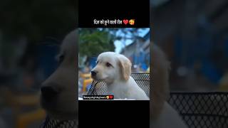 Download lagu dil ko chhu lega ye🥺😭 #babyanimal #pets #babydog #goldenretreiver #retreiver #babypet #petworld #lov mp3