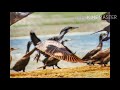 Mayakkam Enna Bgm Natural Photography WhatsApp Status