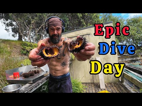 Epic Freediving & Spearfishing in New Zealand | Crayfish, Kina & Big Porae 