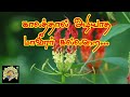 காலத்தால் அழியாத மாவீரர் கல்லறை ஈழம்