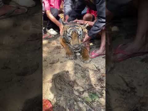 Harimau Sumatera 🐅