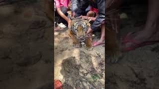 Download lagu Harimau Sumatera 🐅 mp3