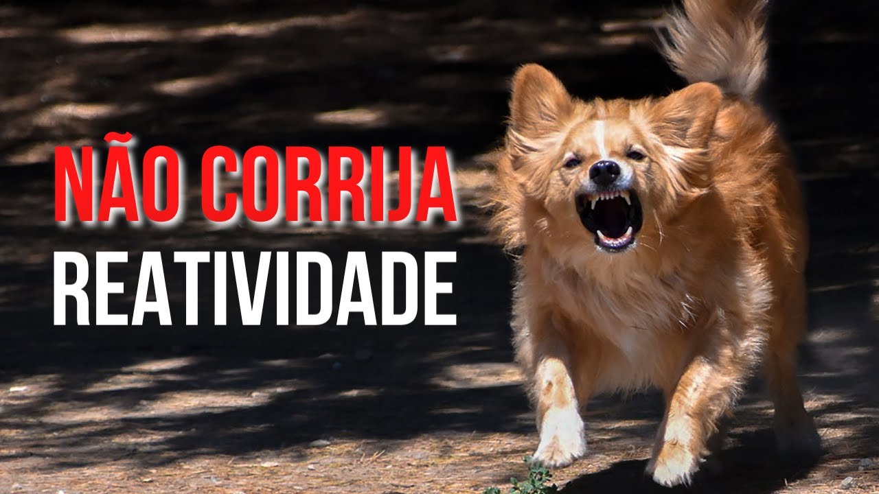 Como EDUCAR um CACHORRO reativo | Eliel Santos - Cão Blindado