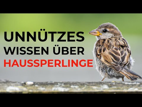 Unnützes Wissen über Haussperlinge