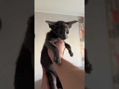 Katzenbaby lernt Hunde kennen #haustiere #katzenbaby #tiere