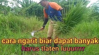 Download lagu Cara Ngarit Telaten Biar Hasilnya Maksimal | Dapat Rumputnya Banyak mp3