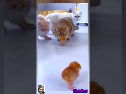 #music #trending #shorts #comedy #cat #song