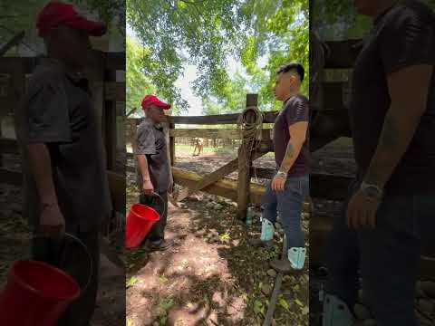 Mechito and El Tieso can't milk a cow.