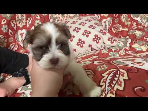 Doughnut puppys Thanksgiving