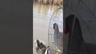 Download lagu jebakan burung peruk sawah #shorts #burung #burungsawah mp3