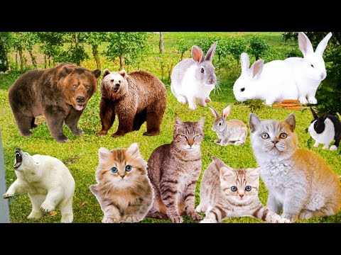 Animals world - Plastic animals toys Hen, Dolphin, Wolf, Fox, Tiger, Goat, Cow, Rhino, Bear, Fish