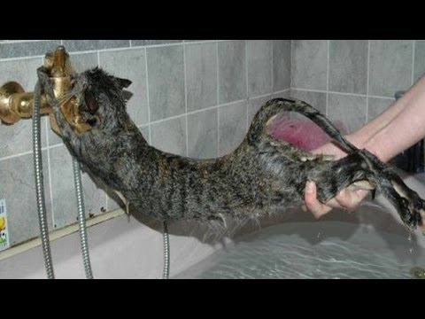 חתולים ומקלחת