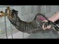 Cats just don't want to bathe - Funny cat bathing ...