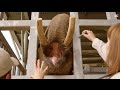 Elephant Care