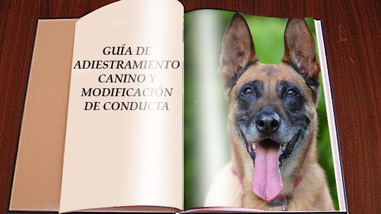 Guía básica de adiestramiento canino y modificación de conducta de perros