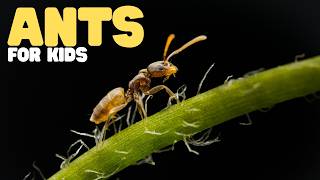 Ants for Kids | Learn all about these irritating but important insects
