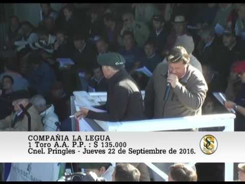 22-09-16 Venta de Toros P.P. - Compañia La Legua - Coronel Pringles.