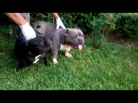 Mito o realidad el American Bully puede cruzar