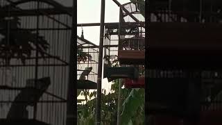 Download lagu Kacer ngobra main nagen... Aji soko... mp3