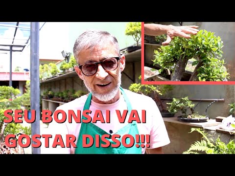 UM JEITO SIMPLES DE DAR MOVIMENTO AO SEU BONSAI