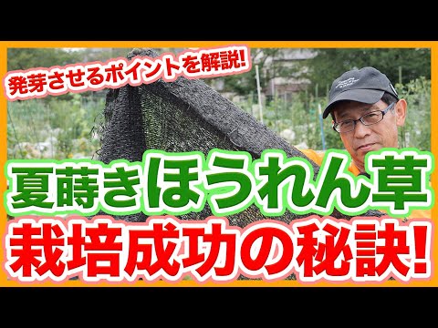 春に種や苗からほうれん草を播種するにはどうすればよいですか？何の品種ですか？  庭園