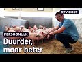 Boer Thijs (22) bouwt speciale wroetstal voor zijn varkens | RTV Oost