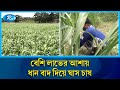 More profit with less cost, so instead of paddy cultivation, grass cultivation Grass cultivation Chattogram | Rtv News