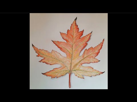 Comment dessiner une feuille d'automne |Crayons de couleurs |