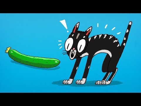 That's Why Cats Are Afraid of Cucumbers